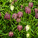 20220413 0497CPw [D~LIP] Schachbrettblume (Fritillaria meleagris), [Schachblume], Bad Salzuflen
