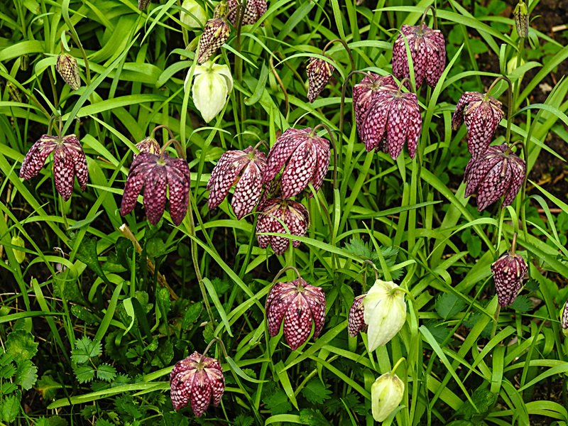 20220413 0497CPw [D~LIP] Schachbrettblume (Fritillaria meleagris), [Schachblume], Bad Salzuflen