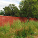 Red fence