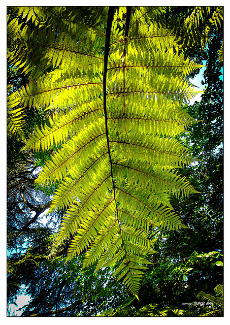 Botanischer Garten Basel