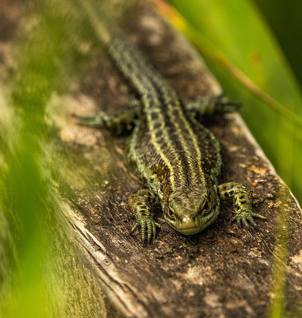 Common lizard