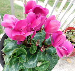 Mon cyclamen***************