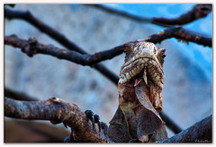 Iguane