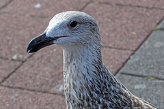 20140907 4880VRAw [NL] Möwe, Terschelling