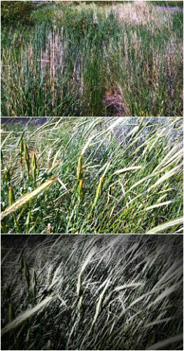 Grasses