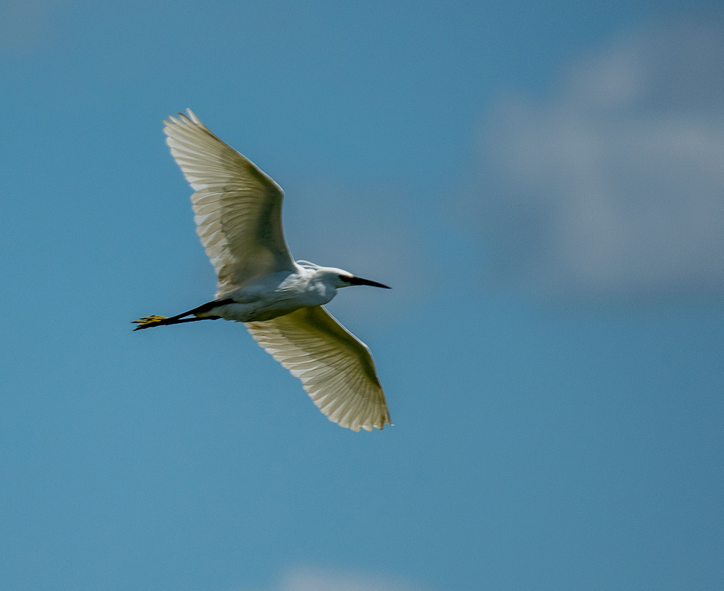 An egret in flight