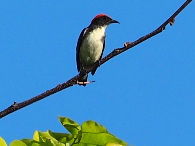 Scarlet-Backed Flowerpecker