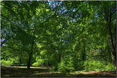 Thetford Forest, Norfolk