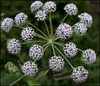 Univers vegetal