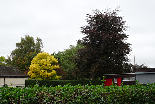 Autumn Colours At Elgin Bowling Club