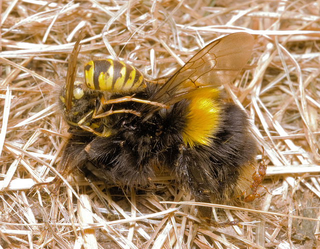 IMG 2718 Wasp Bumblebee Antv2
