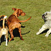 20220312 0307CPw [D~MI] Yoshi, Hundewiese, Hille