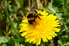 Hummel bei der Pollensuche