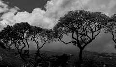 Rain on the hillside seen through the trees