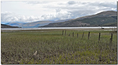 HFF ~ A Loch Tay fence
