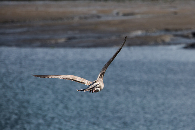 20140907 4879VRAw [NL] Möwe, Terschelling