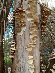 Fungi on dead tree - northern Scotland ID?