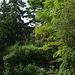 Fulbourn garden 2011-05-19 007