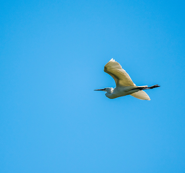 An egret in flight4