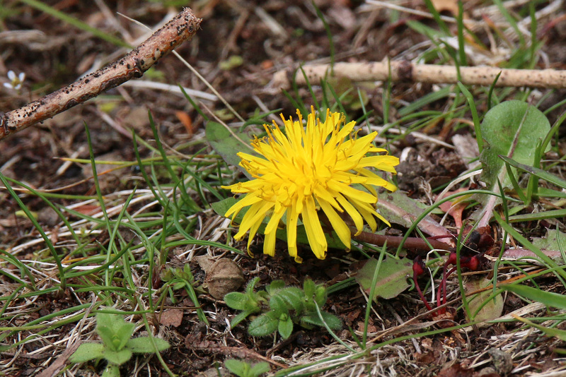 Dandelion (Explored)