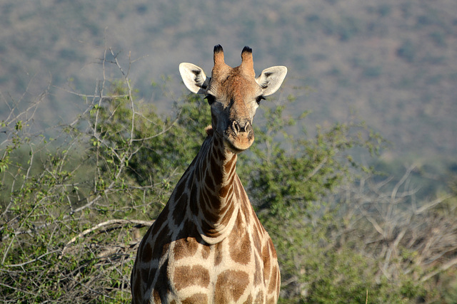 Namibia, Erindi Game Reserve, Portrait of a Giraffe
