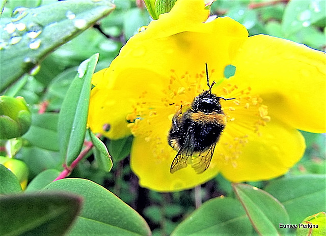 Bee Collecting Nectar.