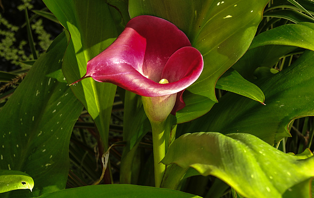 20210726 1984CPw [D~LIP] Gefleckte Calla (Zantedeschia albomaculata), Bad Salzuflen