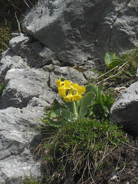 Alpenaurikel am Wendelstein