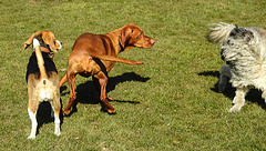 20220312 0308CPw [D~MI] Yoshi, Hundewiese, Hille