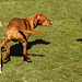 20220312 0308CPw [D~MI] Yoshi, Hundewiese, Hille