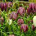 20220413 0498CPw [D~LIP] Schachbrettblume (Fritillaria meleagris), [Schachblume], Bad Salzuflen