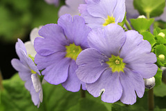 Primula obconica