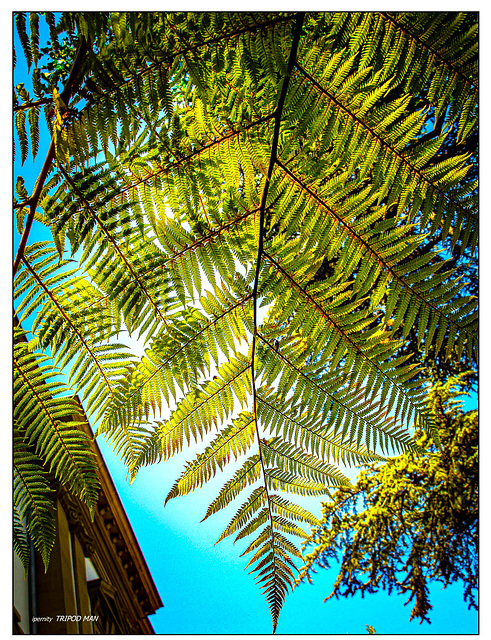 Botanischer Garten Basel