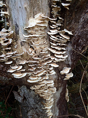 Fungi on dead tree