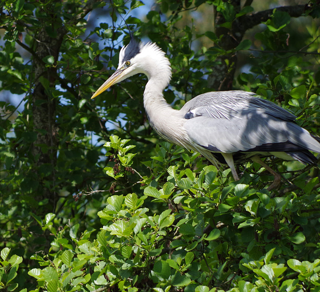 parc des oiseaux Villars les Dombes