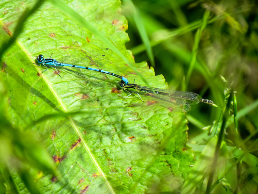 Azure Bluet - IMG 0525