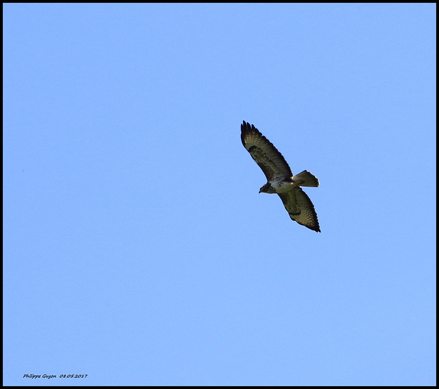 BUSE VARIABLE