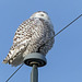 One of three Snowy Owls today