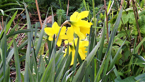 These daffodils were not in bloom two days ago