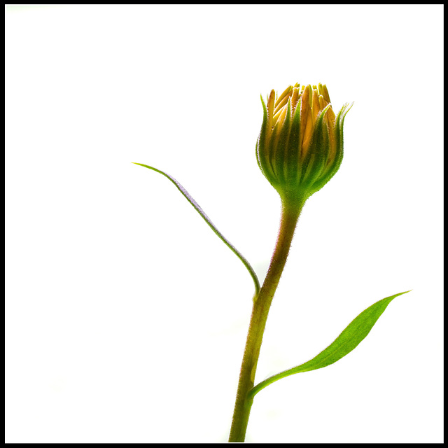 Marigold Bud