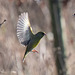 Green finch