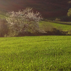 The cherry tree.