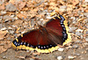 mourning cloak DSC 0702