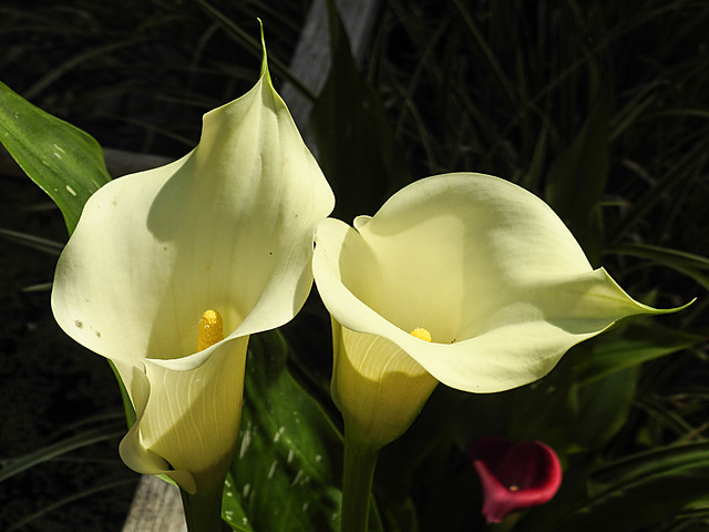 20210726 1985CPw [D~LIP] Gefleckte Calla (Zantedeschia albomaculata), Bad Salzuflen