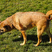 20220312 0311CPw [D~MI] Shiba, Hundewiese, Hille