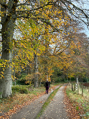 Autumn colours on the Altyre Estate