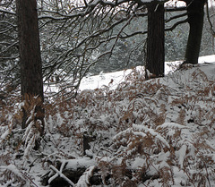 Fern Snow