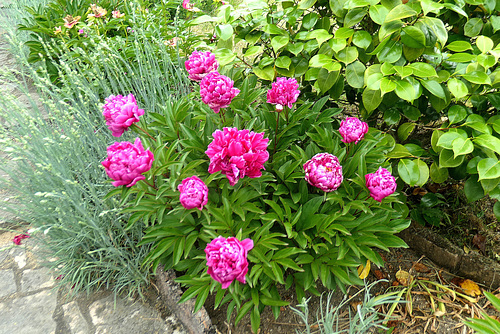 P1286748