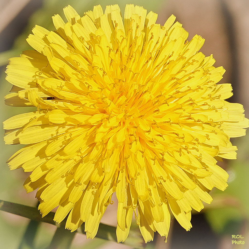 Soleil  du Taraxacum officinale