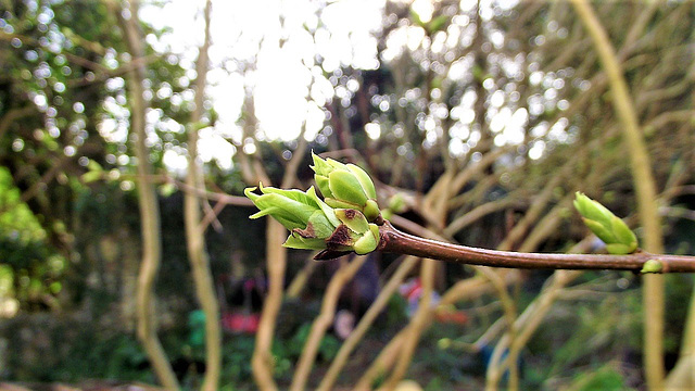 The buds of my white lilac tree